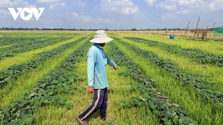 Nông dân Cần Thơ chuyển từ lúa vụ 3 sang trồng cây màu, tăng thu nhập mùa khô Nông dân Cần Thơ chuyển từ lúa vụ 3 sang trồng cây màu, tăng thu nhập mùa khô