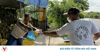 Nông dân Cần Thơ phấn khởi khi giá khóm (dứa) ổn định ở mức cao
