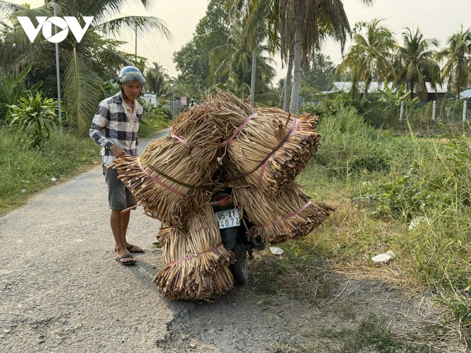 Nông dân Cần Thơ trồng lục bình cho thu nhập cao Nông dân Cần Thơ trồng lục bình cho thu nhập cao