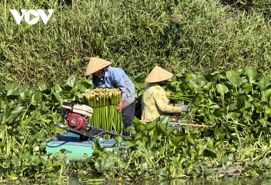Nông dân Cần Thơ trồng lục bình cho thu nhập cao Nông dân Cần Thơ trồng lục bình cho thu nhập cao