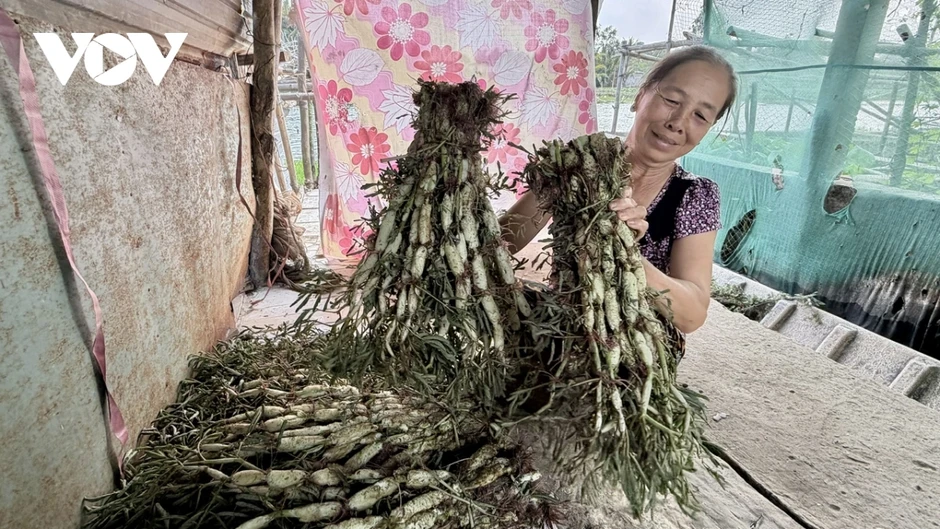 Nông dân Cần Thơ trồng rau nhút trên sông cho thu nhập cao Nông dân Cần Thơ trồng rau nhút trên sông cho thu nhập cao