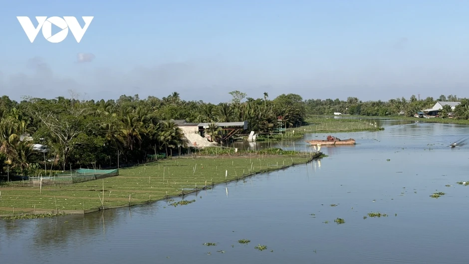 Nông dân Cần Thơ trồng rau nhút trên sông cho thu nhập cao Nông dân Cần Thơ trồng rau nhút trên sông cho thu nhập cao