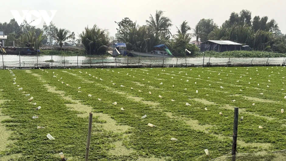 Nông dân Cần Thơ trồng rau nhút trên sông cho thu nhập cao Nông dân Cần Thơ trồng rau nhút trên sông cho thu nhập cao