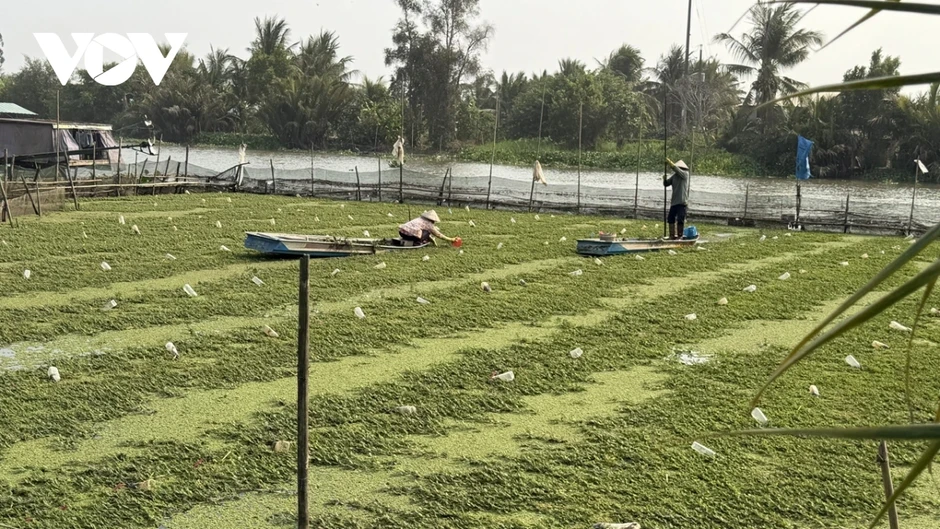 Nông dân Cần Thơ trồng rau nhút trên sông cho thu nhập cao Nông dân Cần Thơ trồng rau nhút trên sông cho thu nhập cao