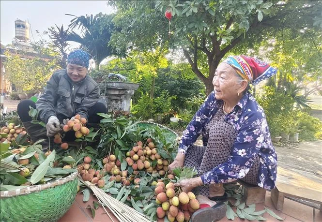 Nông dân 'chạy đua' với nắng thu hoạch vải sớm Nông dân 'chạy đua' với nắng thu hoạch vải sớm