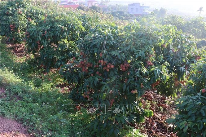 Nông dân 'chạy đua' với nắng thu hoạch vải sớm Nông dân 'chạy đua' với nắng thu hoạch vải sớm