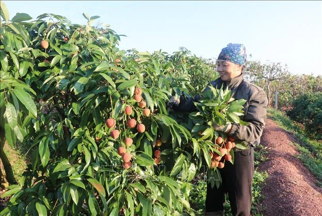 Nông dân 'chạy đua' với nắng thu hoạch vải sớm Nông dân 'chạy đua' với nắng thu hoạch vải sớm