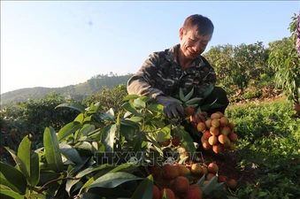 Nông dân 'chạy đua' với nắng thu hoạch vải sớm