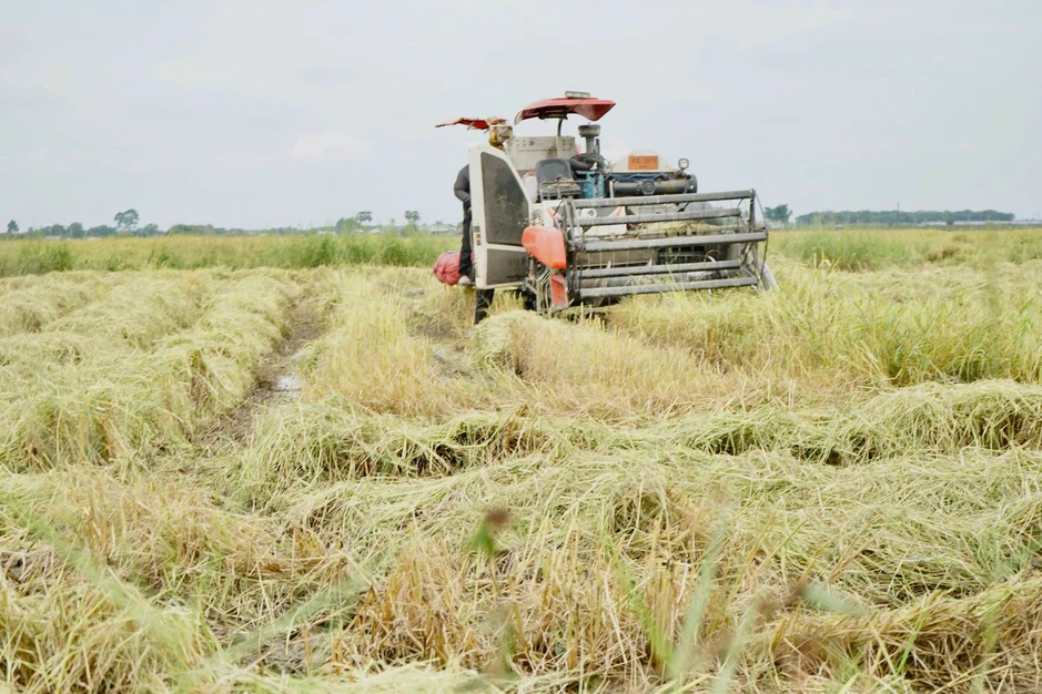 Nông dân gặp khó vì giá lúa thấp, giá phân bón tăng cao Nông dân gặp khó vì giá lúa thấp, giá phân bón tăng cao