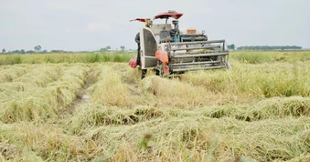 Nông dân gặp khó vì giá lúa thấp, giá phân bón tăng cao