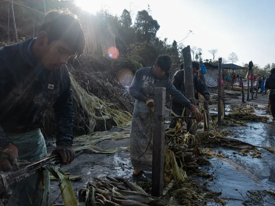 Nông dân Nepal trồng "cây in tiền" cho nền kinh tế thứ 3 thế giới Nông dân Nepal trồng "cây in tiền" cho nền kinh tế thứ 3 thế giới