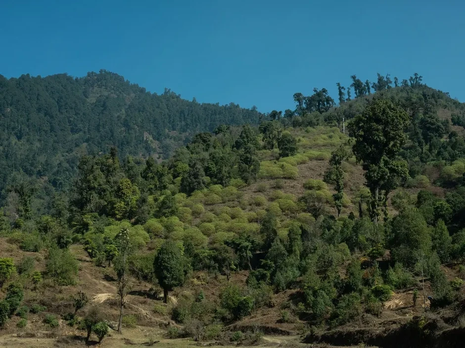 Nông dân Nepal trồng "cây in tiền" cho nền kinh tế thứ 3 thế giới Nông dân Nepal trồng "cây in tiền" cho nền kinh tế thứ 3 thế giới