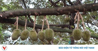 Nông dân ở thủ phủ sầu riêng Đồng Nai mòn mỏi chờ trung tâm kiểm nghiệm