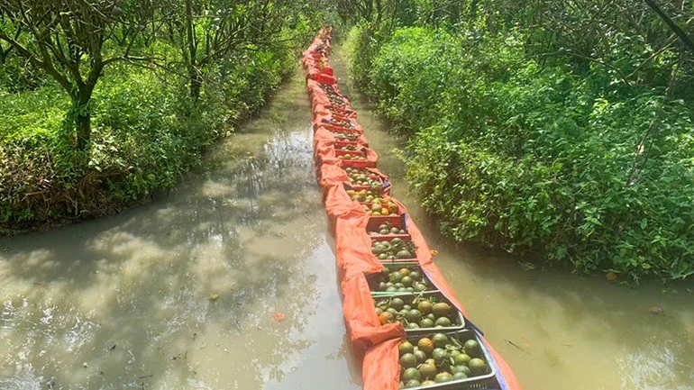 Nông dân trồng cam sành ở Vĩnh Long phấn khởi vì giá lên từng ngày Nông dân trồng cam sành ở Vĩnh Long phấn khởi vì giá lên từng ngày