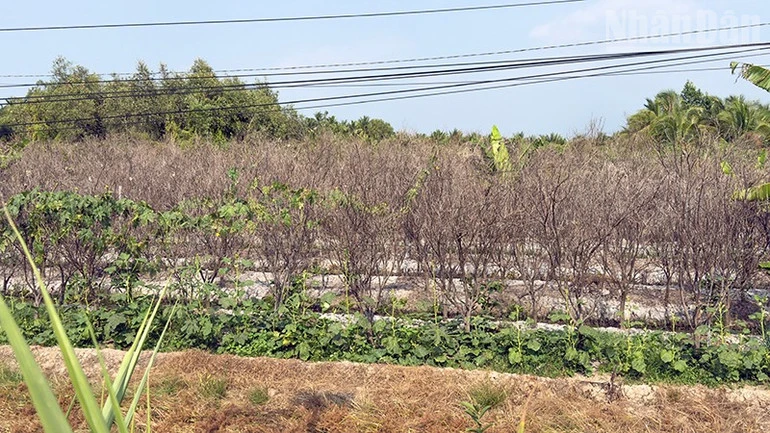 Nông dân trồng cam sành ở Vĩnh Long phấn khởi vì giá lên từng ngày Nông dân trồng cam sành ở Vĩnh Long phấn khởi vì giá lên từng ngày
