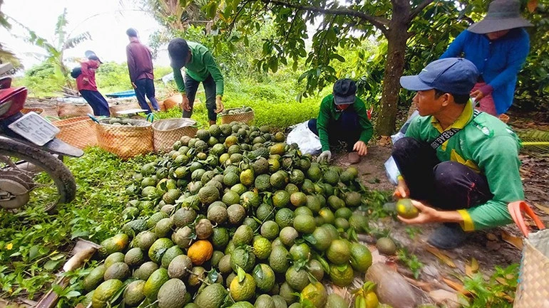 Nông dân trồng cam sành ở Vĩnh Long phấn khởi vì giá lên từng ngày Nông dân trồng cam sành ở Vĩnh Long phấn khởi vì giá lên từng ngày