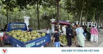 Nông dân trồng sầu riêng mang nỗi sầu chung
