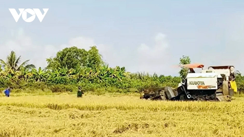 Nông dân Vĩnh Long bội thu mùa lúa Đông Xuân