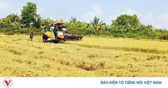 Nông dân Vĩnh Long bội thu mùa lúa Đông Xuân