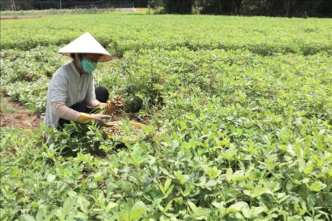 Nông dân Vĩnh Long thất thu vụ lạc