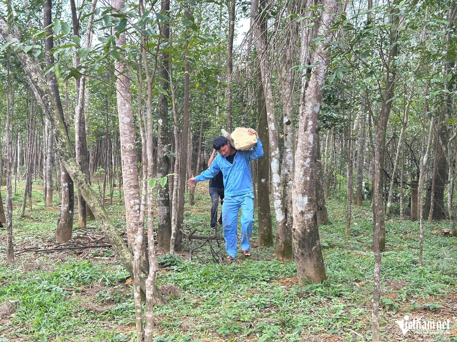 Nông dân xã miền núi Hà Tĩnh thu trăm tỷ nhờ 'tìm vàng' trong thân cây Nông dân xã miền núi Hà Tĩnh thu trăm tỷ nhờ 'tìm vàng' trong thân cây