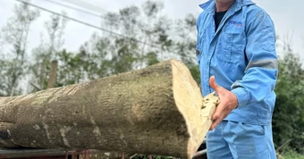 Nông dân xã miền núi Hà Tĩnh thu trăm tỷ nhờ 'tìm vàng' trong thân cây