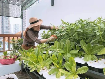 Nông nghiệp đô thị - Tương lai nông nghiệp trong lòng TPHCM