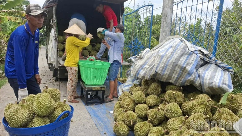 Nông sản Đồng Tháp trước thách lớn của thị trường nhập khẩu