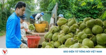 Nút thắt truy xuất nguồn gốc và lời giải cho sầu riêng xuất khẩu