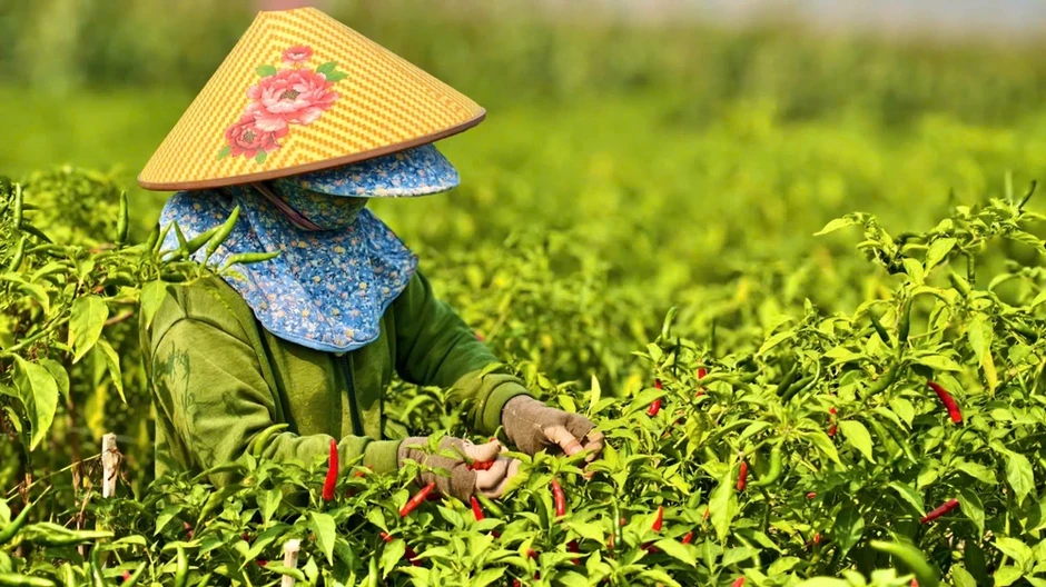 Ớt rớt giá thảm hại, chính quyền Quảng Ngãi kêu gọi hỗ trợ tiêu thụ