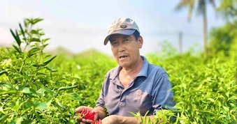 Ớt rớt giá thảm hại, chính quyền Quảng Ngãi kêu gọi hỗ trợ tiêu thụ