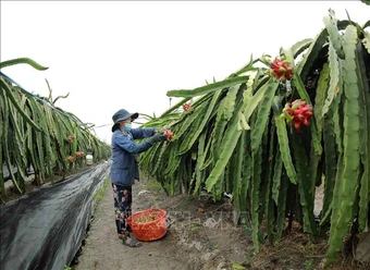 Phấn đấu hỗ trợ 25.000 doanh nghiệp, hộ kinh doanh, hợp tác xã kinh doanh bền vững