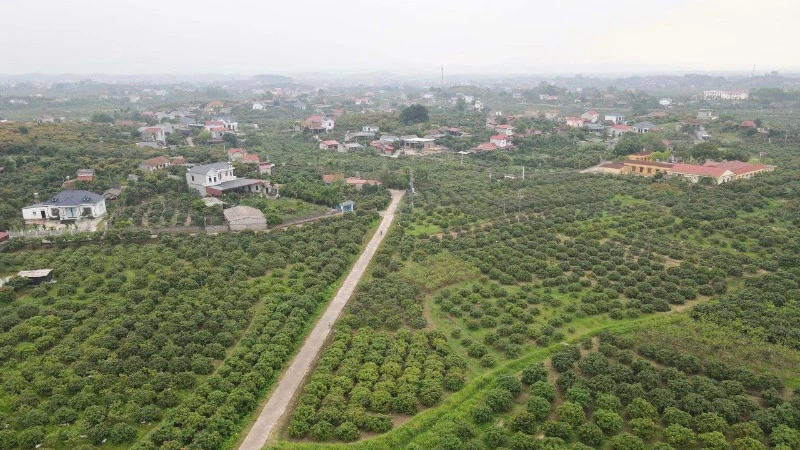 Phát động cuộc thi sáng tạo nội dung “Vải thiều Bắc Ninh-Trái ngọt lan tỏa” Phát động cuộc thi sáng tạo nội dung “Vải thiều Bắc Ninh-Trái ngọt lan tỏa”