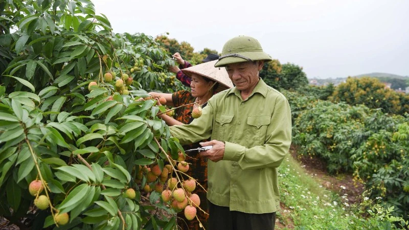 Phát động cuộc thi sáng tạo nội dung “Vải thiều Bắc Ninh-Trái ngọt lan tỏa” Phát động cuộc thi sáng tạo nội dung “Vải thiều Bắc Ninh-Trái ngọt lan tỏa”