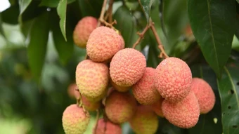 Phát động cuộc thi sáng tạo nội dung “Vải thiều Bắc Ninh-Trái ngọt lan tỏa”