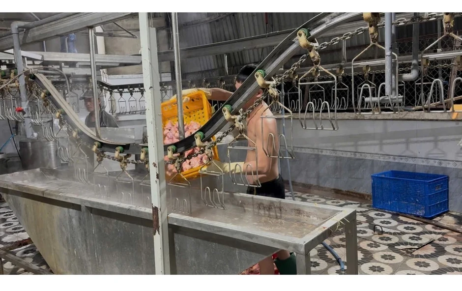 Phạt hai cơ sở giết mổ gia cầm trái phép lúc rạng sáng Phạt hai cơ sở giết mổ gia cầm trái phép lúc rạng sáng