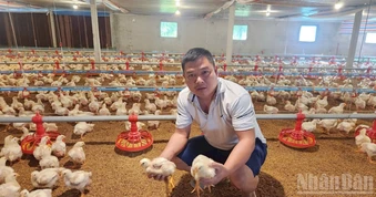 Phát triển bền vững ngành chăn nuôi gia cầm: Bài 1 - Tăng trưởng trong thử thách