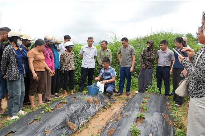 Phát triển cây dược liệu thành ngành hàng hóa chủ lực dưới tán rừng Phát triển cây dược liệu thành ngành hàng hóa chủ lực dưới tán rừng