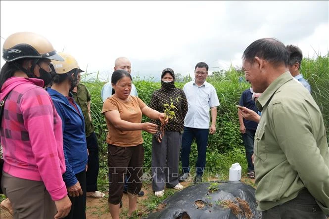 Phát triển cây dược liệu thành ngành hàng hóa chủ lực dưới tán rừng Phát triển cây dược liệu thành ngành hàng hóa chủ lực dưới tán rừng