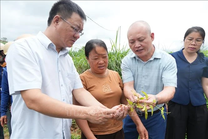Phát triển cây dược liệu thành ngành hàng hóa chủ lực dưới tán rừng Phát triển cây dược liệu thành ngành hàng hóa chủ lực dưới tán rừng