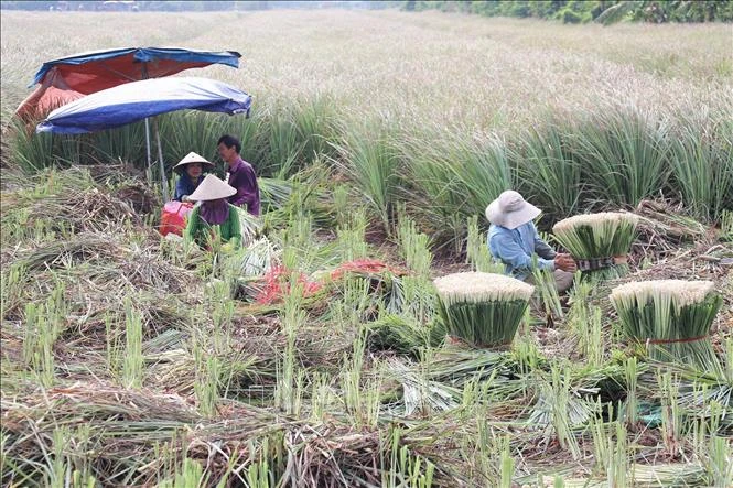 Phát triển vùng chuyên canh cây sả ở các xã cù lao Phát triển vùng chuyên canh cây sả ở các xã cù lao