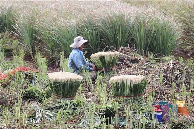 Phát triển vùng chuyên canh cây sả ở các xã cù lao Phát triển vùng chuyên canh cây sả ở các xã cù lao