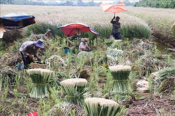 Phát triển vùng chuyên canh cây sả ở các xã cù lao Phát triển vùng chuyên canh cây sả ở các xã cù lao
