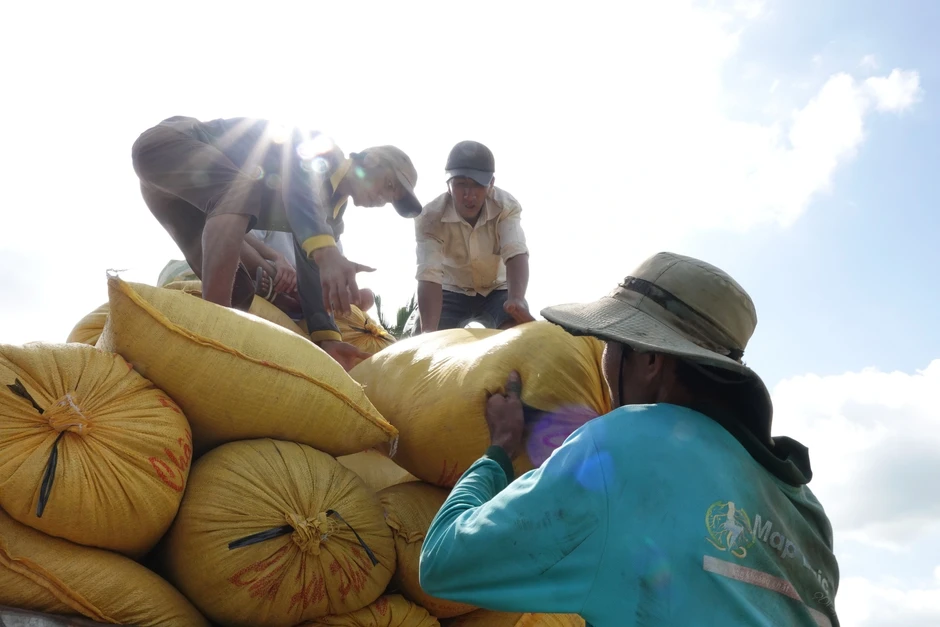 Philippines điều tra tự vệ, gạo Việt có bị ảnh hưởng? Philippines điều tra tự vệ, gạo Việt có bị ảnh hưởng?