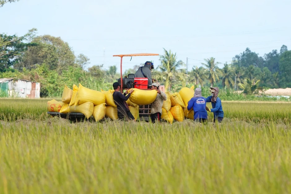 Philippines điều tra tự vệ, gạo Việt có bị ảnh hưởng? Philippines điều tra tự vệ, gạo Việt có bị ảnh hưởng?