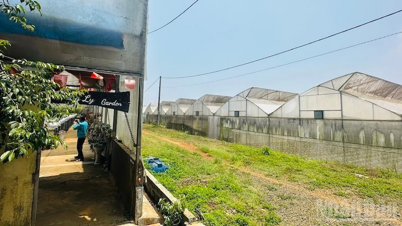 Quảng Ngãi: Cần chính sách hỗ trợ hộ dân làm nông nghiệp công nghệ cao Quảng Ngãi: Cần chính sách hỗ trợ hộ dân làm nông nghiệp công nghệ cao