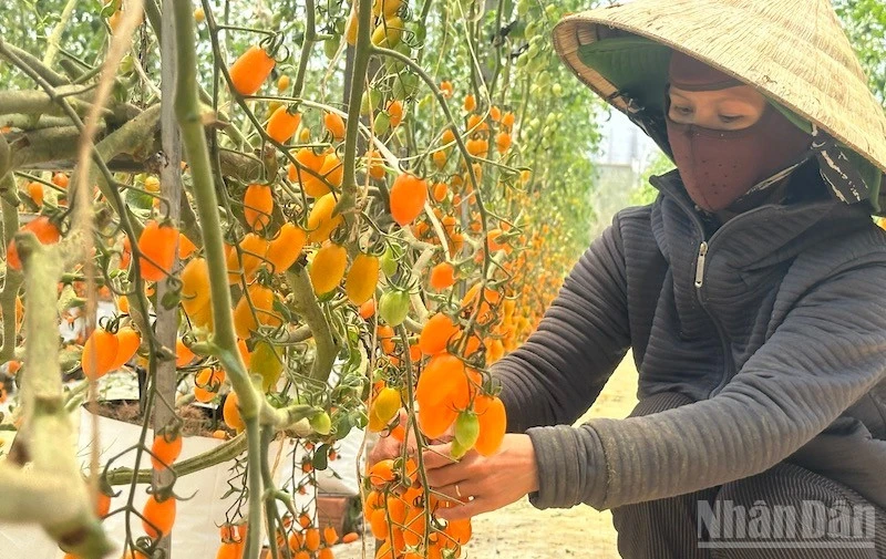 Quảng Ngãi: Cần chính sách hỗ trợ hộ dân làm nông nghiệp công nghệ cao Quảng Ngãi: Cần chính sách hỗ trợ hộ dân làm nông nghiệp công nghệ cao