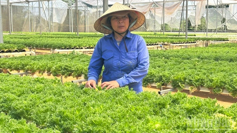 Quảng Ngãi: Cần chính sách hỗ trợ hộ dân làm nông nghiệp công nghệ cao Quảng Ngãi: Cần chính sách hỗ trợ hộ dân làm nông nghiệp công nghệ cao