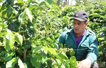 Quảng Ngãi: Phát triển các xã khu vực Măng Đen thành vùng du lịch sinh thái và nông nghiệp xứ lạnh