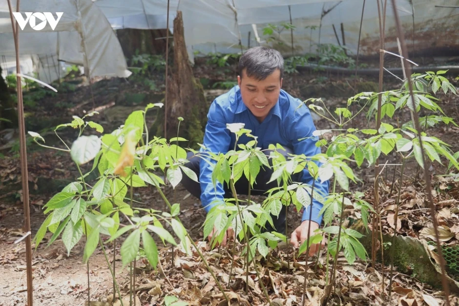 Quảng Ngãi phát triển thành vùng dược liệu trọng điểm quốc gia Quảng Ngãi phát triển thành vùng dược liệu trọng điểm quốc gia